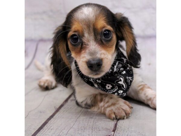 Miniature Dachshund DOG Male Black & Tri Piebald 17181 Petland Wichita, Kansas