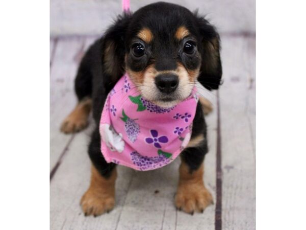 Miniature Dachshund DOG Female Black & Tan 17182 Petland Wichita, Kansas