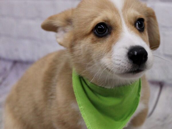 Pembroke Welsh Corgi-DOG-Male-Merle-17183-Petland Wichita, Kansas