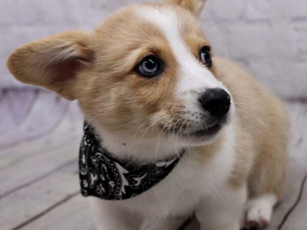 Pembroke Welsh Corgi-DOG-Male-Merle w/ Blue Eye-17184-Petland Wichita, Kansas