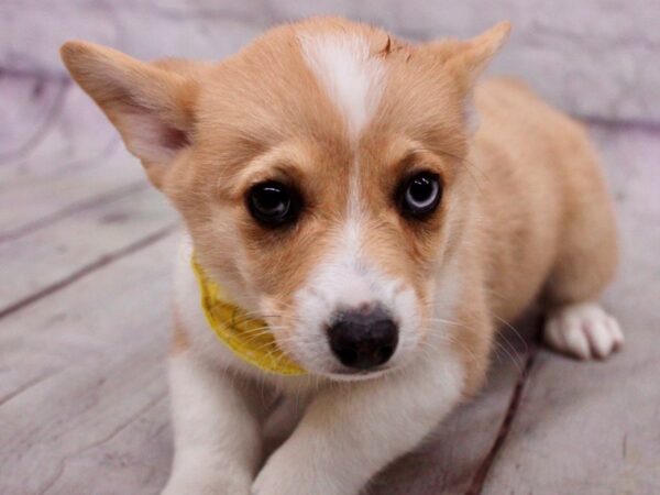 Pembroke Welsh Corgi-DOG-Male-Merle w/ Blue Eye-17185-Petland Wichita, Kansas