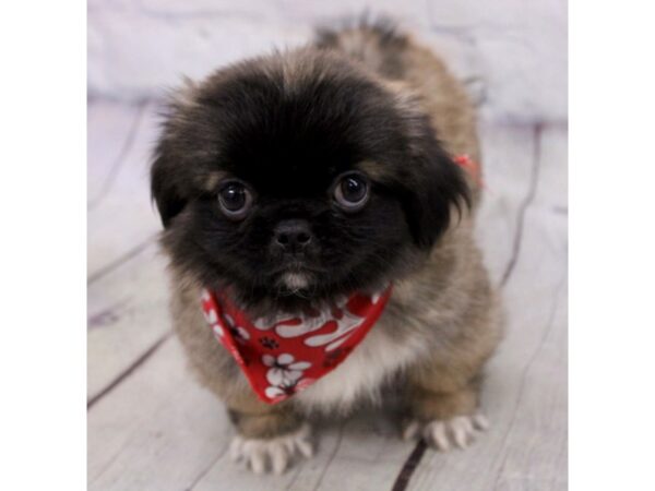 Pekingese DOG Male Dark Sable w/ Black Mask 17186 Petland Wichita, Kansas