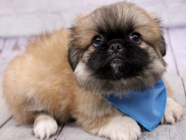 Pekingese-DOG-Male-Sable w/ Black Mask-17187-Petland Wichita, Kansas