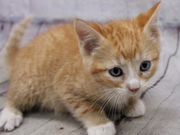 Adopt A Pet Kitten CAT Male Orange Tabby 17188 Petland Wichita, Kansas