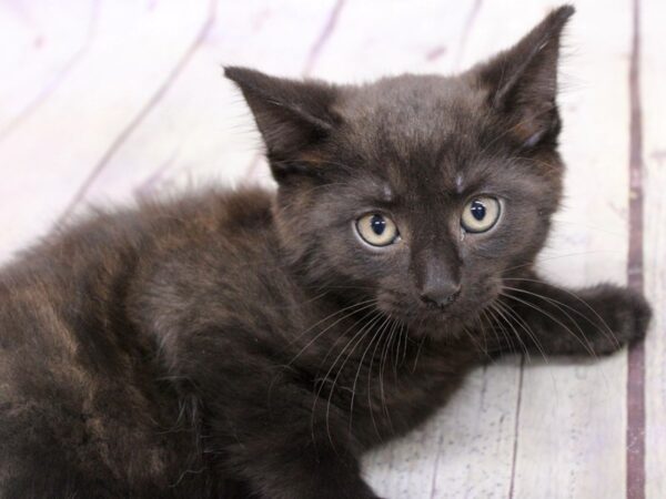 Adopt A Pet Kitten-CAT-Male-Black-17189-Petland Wichita, Kansas