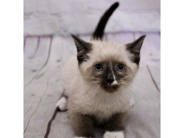 Adopt A Pet Kitten-CAT-Male-Seal Point-17190-Petland Wichita, Kansas