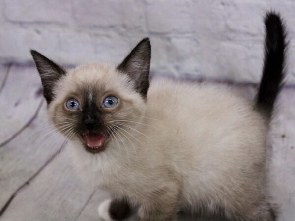 Adopt A Pet Kitten-CAT-Female-Seal Point-17191-Petland Wichita, Kansas