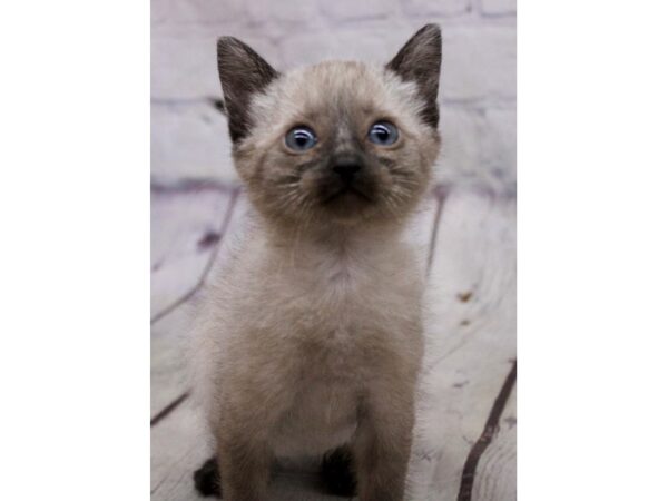 Adopt A Pet Kitten CAT Female Seal Point 17192 Petland Wichita, Kansas