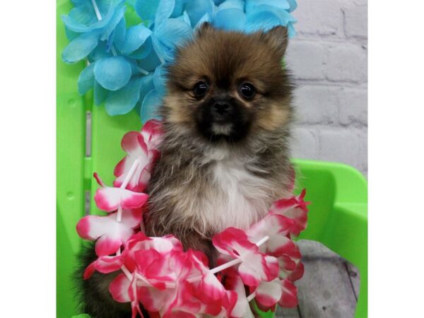 Pomeranian-DOG-Female-Dark Sable-17208-Petland Wichita, Kansas