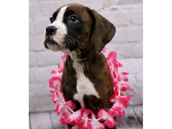 Boxer DOG Female Mahagony & White 17207 Petland Wichita, Kansas