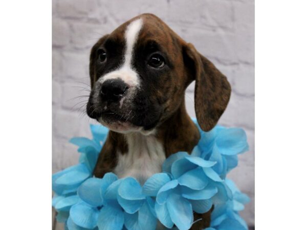 Boxer DOG Male Brindle & White 17205 Petland Wichita, Kansas