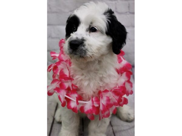 Aussiedoodle DOG Female White & Black Parti 17203 Petland Wichita, Kansas