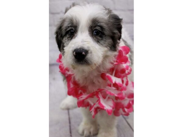 Aussiedoodle DOG Female Blue Merle Parti 17202 Petland Wichita, Kansas