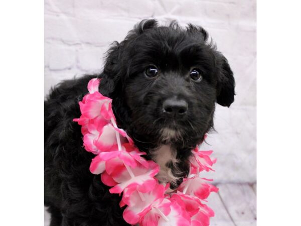 Aussiedoodle DOG Female Black 17201 Petland Wichita, Kansas