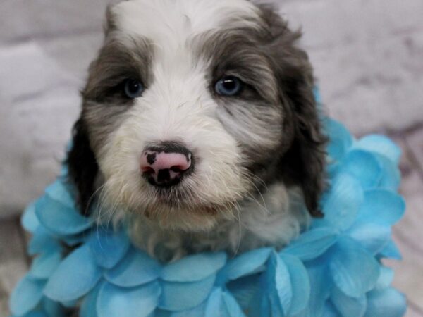 Aussiedoodle-DOG-Male-Blue Merle Tuxedo-17200-Petland Wichita, Kansas