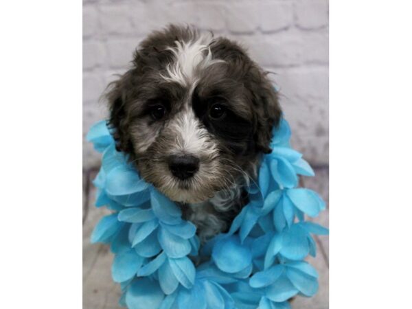 Aussiedoodle DOG Male Blue Merle 17199 Petland Wichita, Kansas