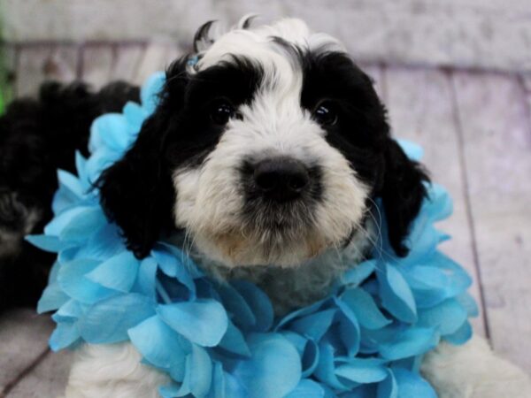 Aussiedoodle DOG Male Black & White Tuxedo 17198 Petland Wichita, Kansas