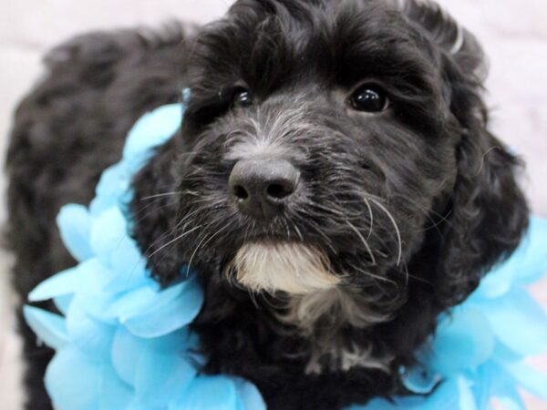 Aussiedoodle-DOG-Male-Black-17197-Petland Wichita, Kansas