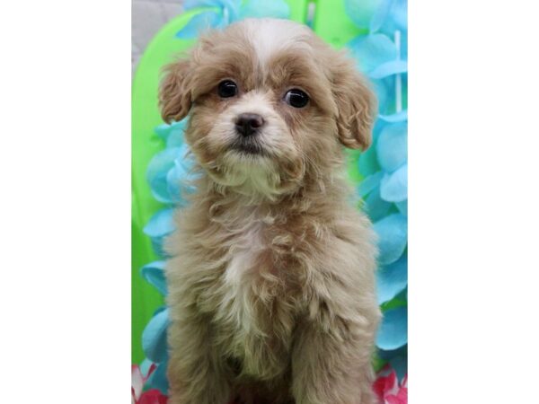 YorkShihPoo-DOG-Female-Gold & White-17196-Petland Wichita, Kansas