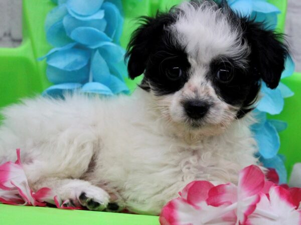 YorkShihPoo-DOG-Male-Black w/ White-17194-Petland Wichita, Kansas