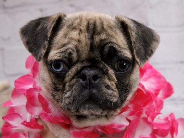 Pug-DOG-Female-Fawn Merle-17077-Petland Wichita, Kansas