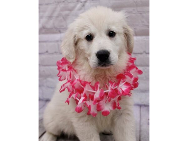 Golden Retriever DOG Female English Cream 17215 Petland Wichita, Kansas