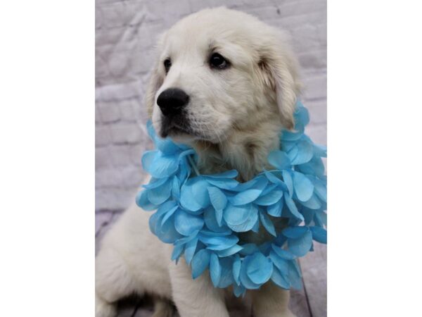Golden Retriever-DOG-Male-English Cream-17214-Petland Wichita, Kansas