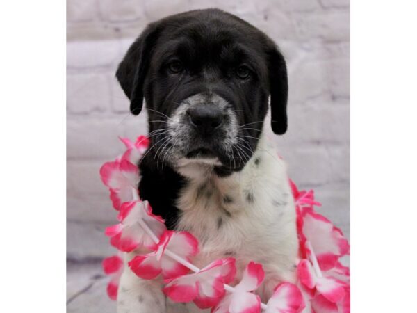 Mini Walrus-DOG-Female-Black & White-17210-Petland Wichita, Kansas