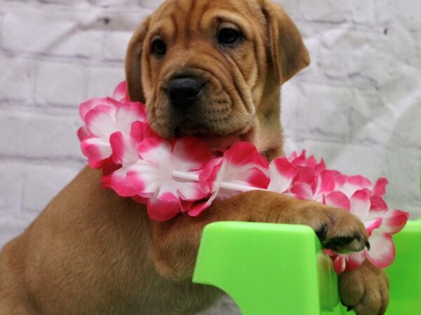 Mini Walrus-DOG-Female-Red-17211-Petland Wichita, Kansas