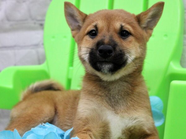 Shiba Inu DOG Male Red Sesame 17212 Petland Wichita, Kansas