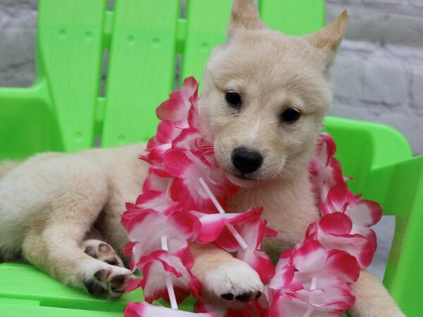 Shiba Inu-DOG-Female-Cream-17213-Petland Wichita, Kansas