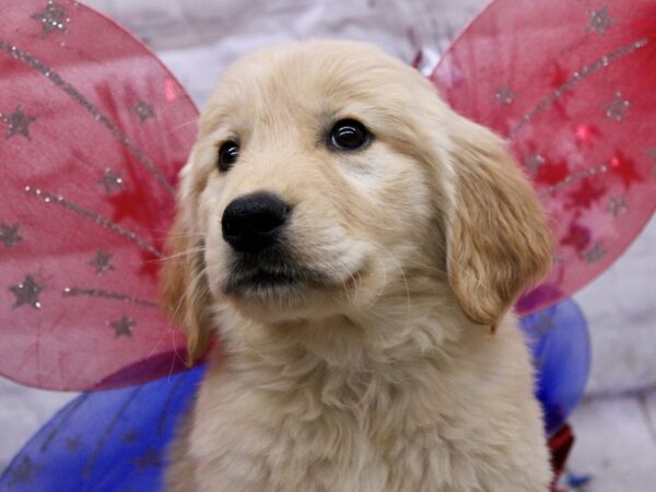 Golden Retriever-DOG-Female-Gold-17234-Petland Wichita, Kansas