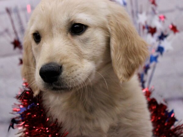 Golden Retriever-DOG-Female-Gold-17235-Petland Wichita, Kansas
