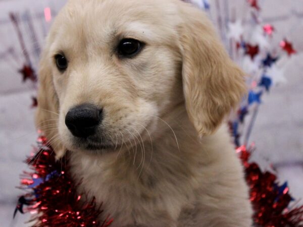 Golden Retriever DOG Female Gold 17235 Petland Wichita, Kansas