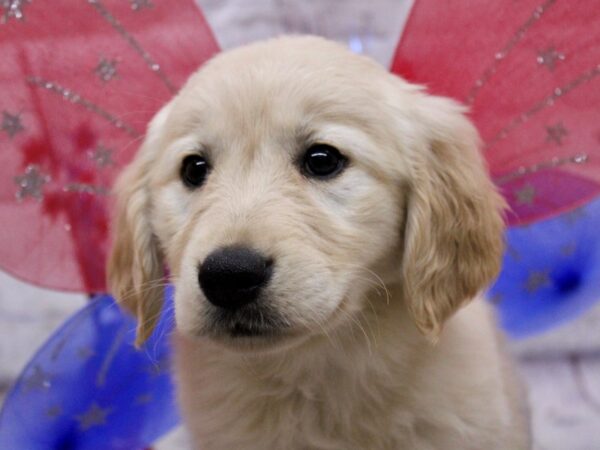 Golden Retriever-DOG-Female-Gold-17233-Petland Wichita, Kansas