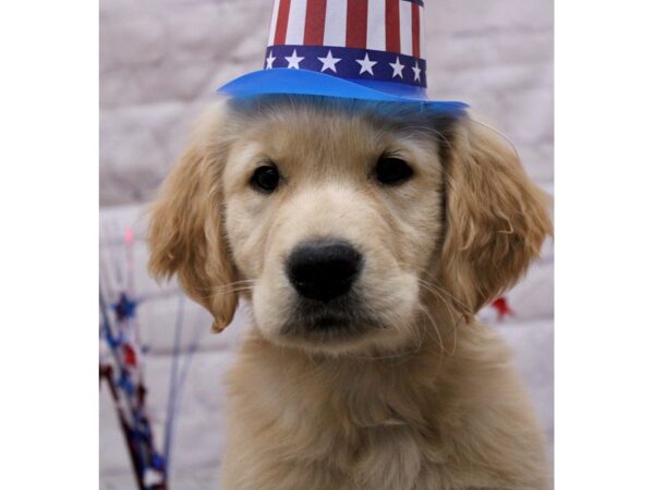 Golden Retriever-DOG-Male-Gold-17232-Petland Wichita, Kansas