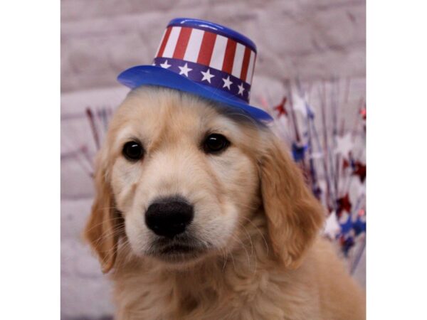 Golden Retriever-DOG-Male-Gold-17231-Petland Wichita, Kansas