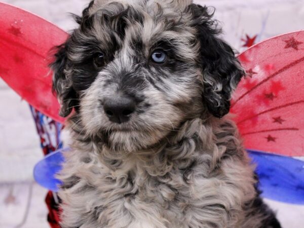 Aussiedoodle-DOG-Female-Blue Merle Self Merle-17229-Petland Wichita, Kansas