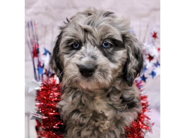 Aussiedoodle-DOG-Female-Blue Merle Self Merle-17228-Petland Wichita, Kansas