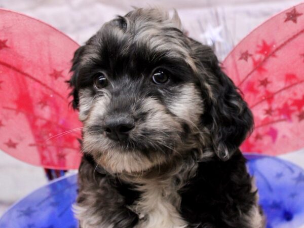 Aussiedoodle-DOG-Female-Blue Merle-17227-Petland Wichita, Kansas