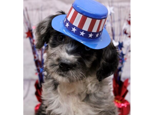 Aussiedoodle DOG Male Blue Merle 17226 Petland Wichita, Kansas