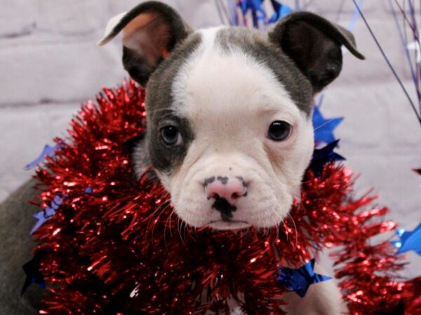 Boston Terrier DOG Female Blue & White 17224 Petland Wichita, Kansas