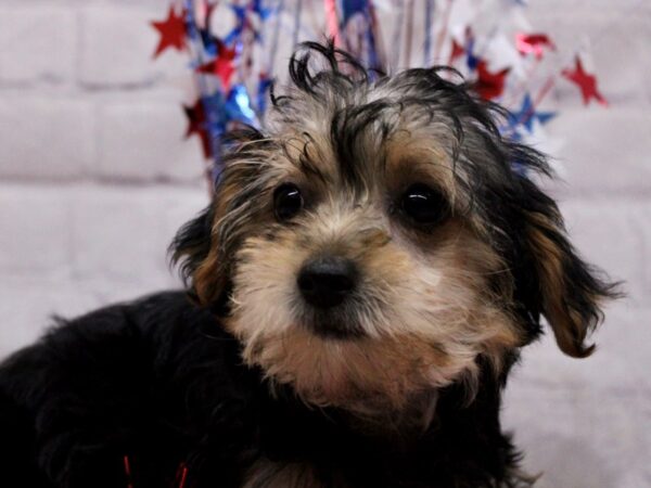 Toy YorkiePoo-DOG-Male-Black & Tan-17222-Petland Wichita, Kansas