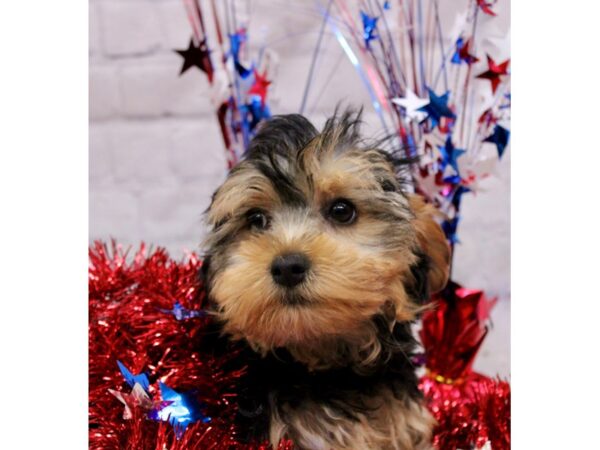 Toy YorkiePoo DOG Male Black & Tan 17223 Petland Wichita, Kansas