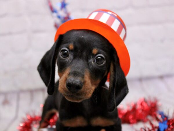 Miniature Dachshund-DOG-Male-Black & Tan-17236-Petland Wichita, Kansas