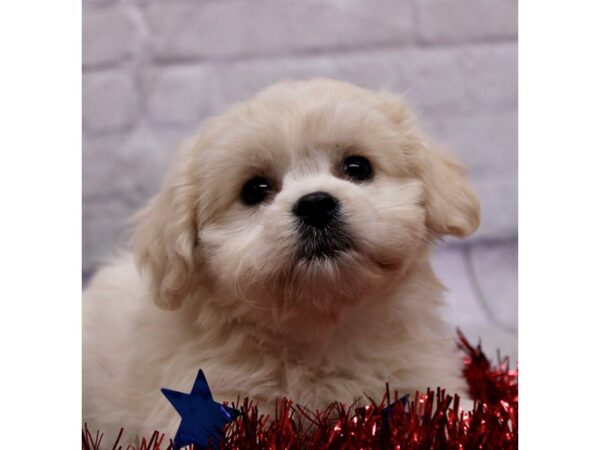 Teddy Bear DOG Female Cream 17237 Petland Wichita, Kansas