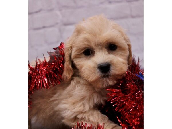 Teddy Bear-DOG-Female-Apricot-17238-Petland Wichita, Kansas