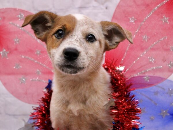 Australian Cattle Dog DOG Female Red Heeler 17241 Petland Wichita, Kansas