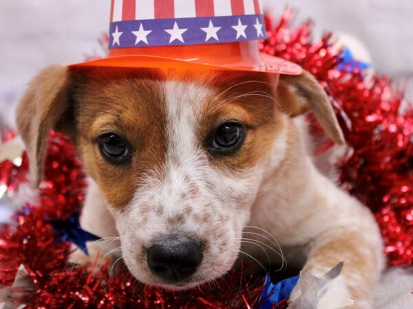 Australian Cattle Dog DOG Female Red Heeler 17242 Petland Wichita, Kansas