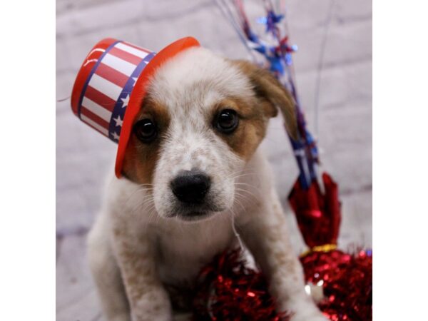 Australian Cattle Dog-DOG-Male-Red Heeler-17245-Petland Wichita, Kansas